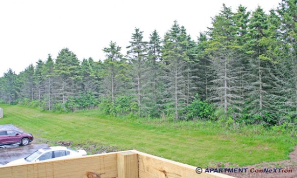Wooded View from Deck